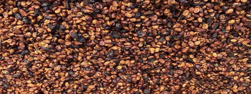 BLACK HONEY COFFEE      -  what is it and why do we love it?