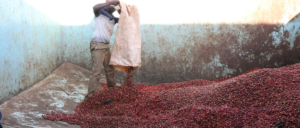 ORIGIN: KENYA  the showcase coffees of the coffee industry