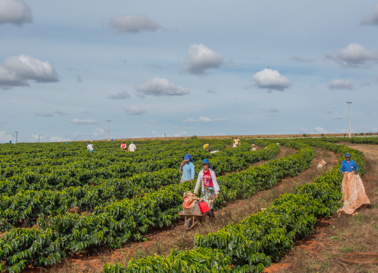 Origin: BRAZIL Daterra