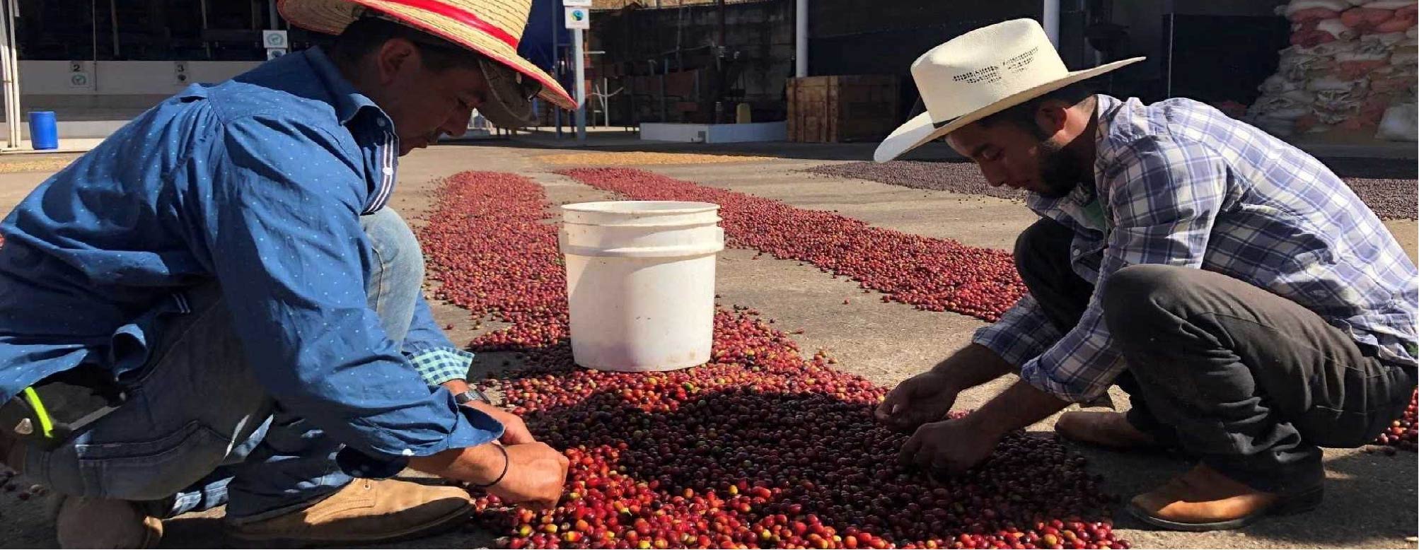 Origin: HONDURAS - Capucas COCAFCAL cooperative