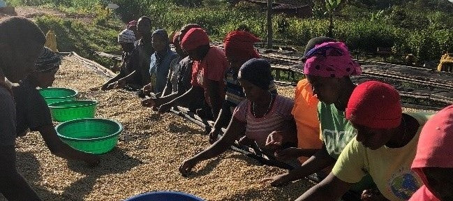 Origin: RWANDA (WCP) - The Women That Rebuilt Rwandan Coffee Farms