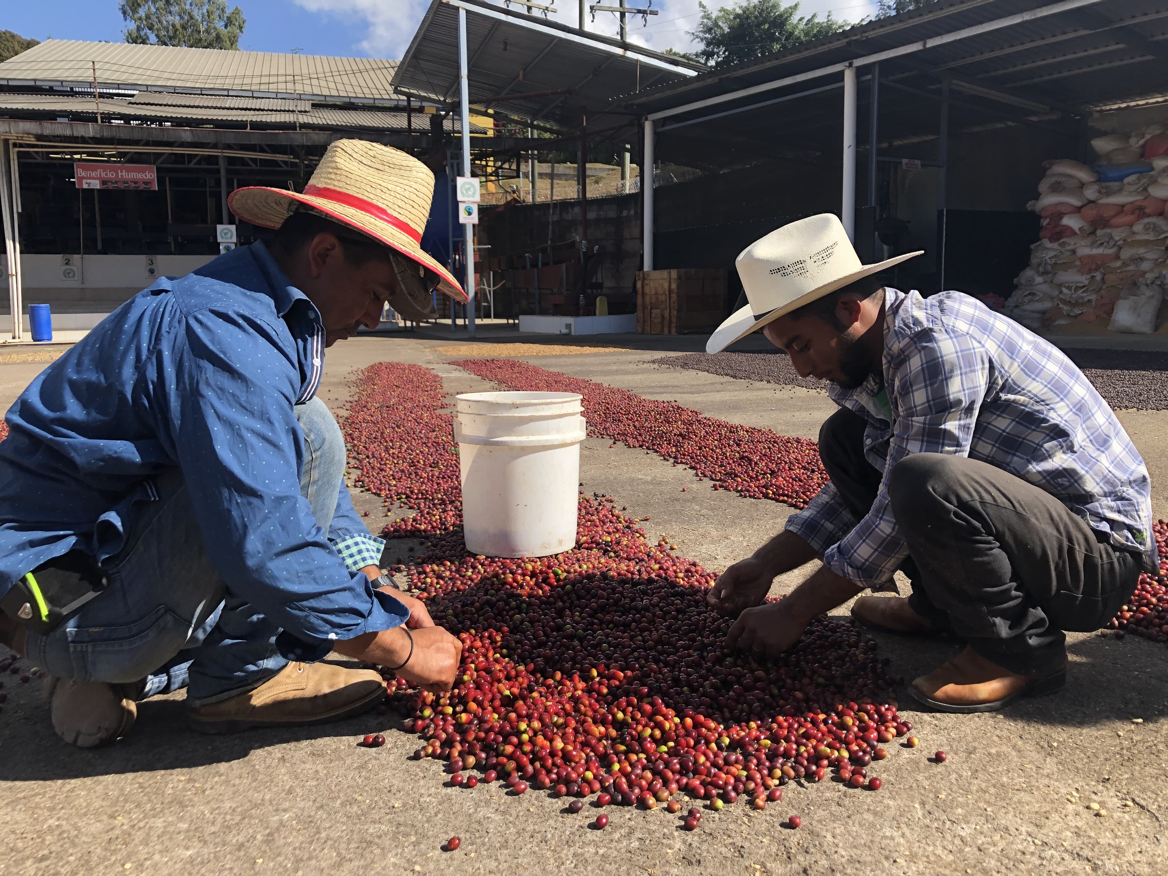 Honduras Cooperative Coffee hand-sorting