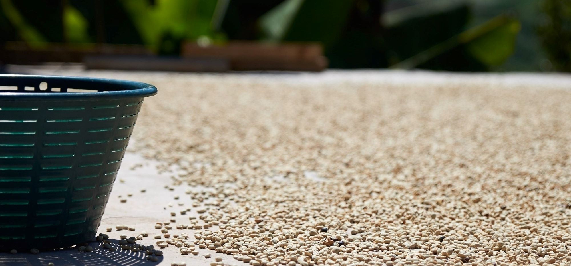 Origin: GUATEMALA - Promising Women Coffee Producers