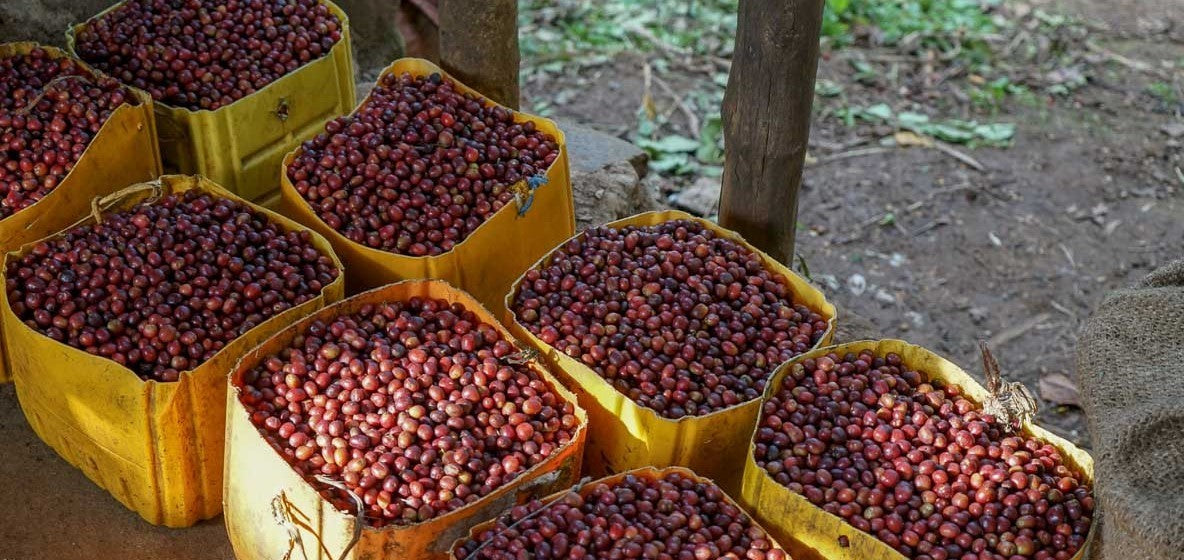 Origin: ETHIOPIA - Kaffa Forest Coffee From The Tega & Tula Farms