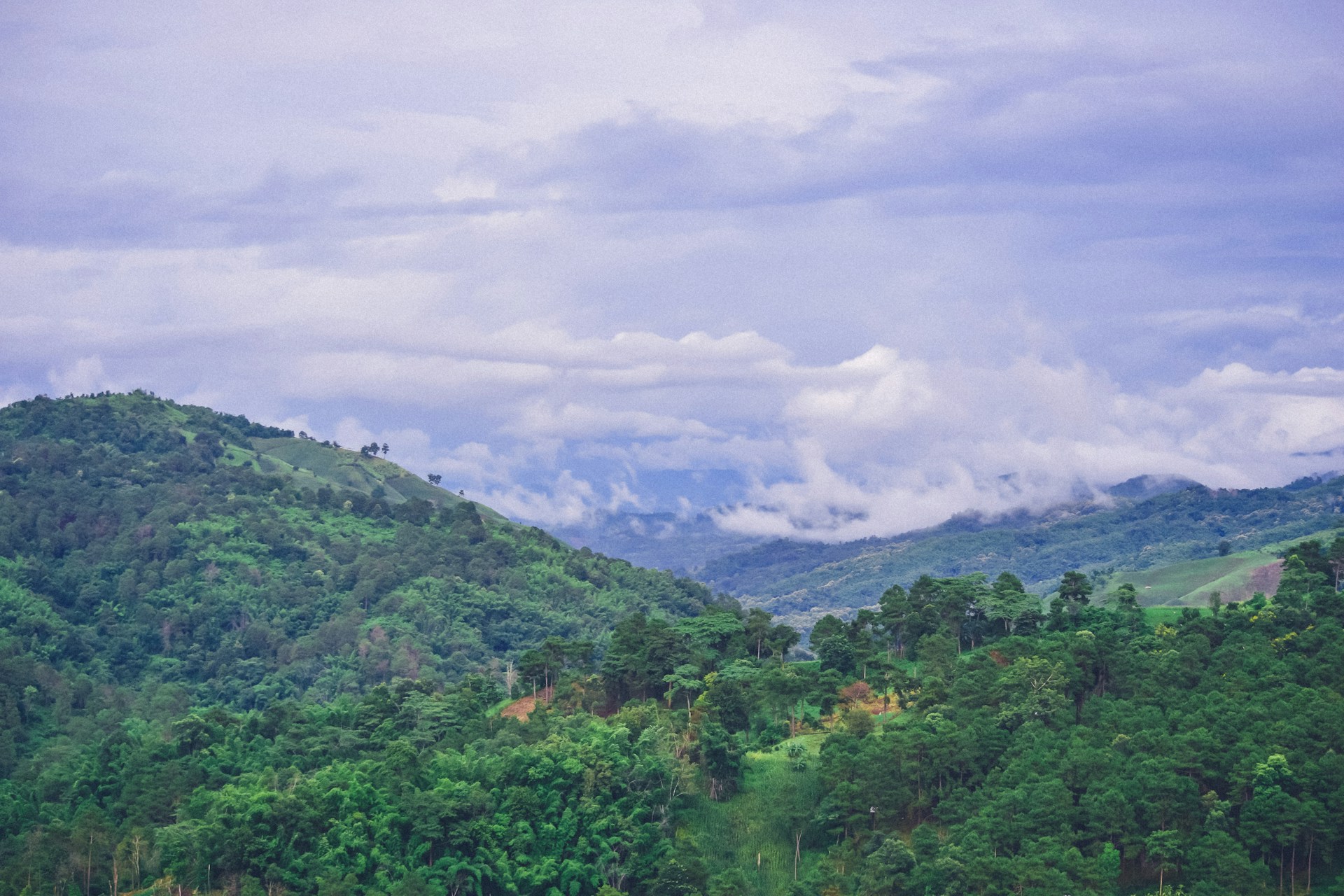 Origin: THAILAND - Sirinya Coffee, Anaerobic Honey Process - A Family Venture That Pushes Boundaries