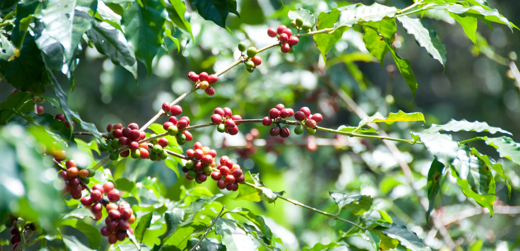 Origin: Uganda, a somewhat uncommon origin for specialty coffee