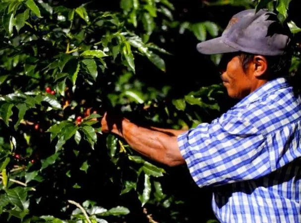 PANAMA, LA GLORIA ESTATE, Beneficios de Café de Boquete