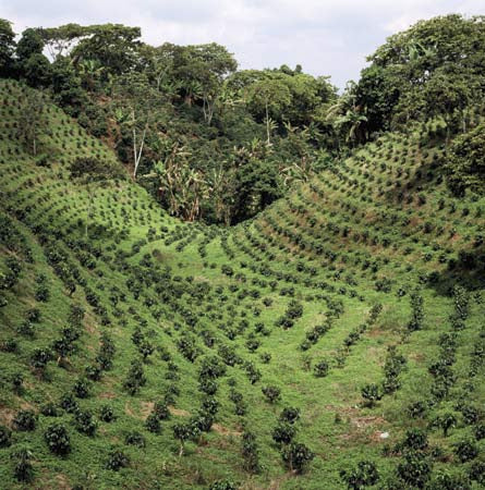 Australia, Skybury coffee