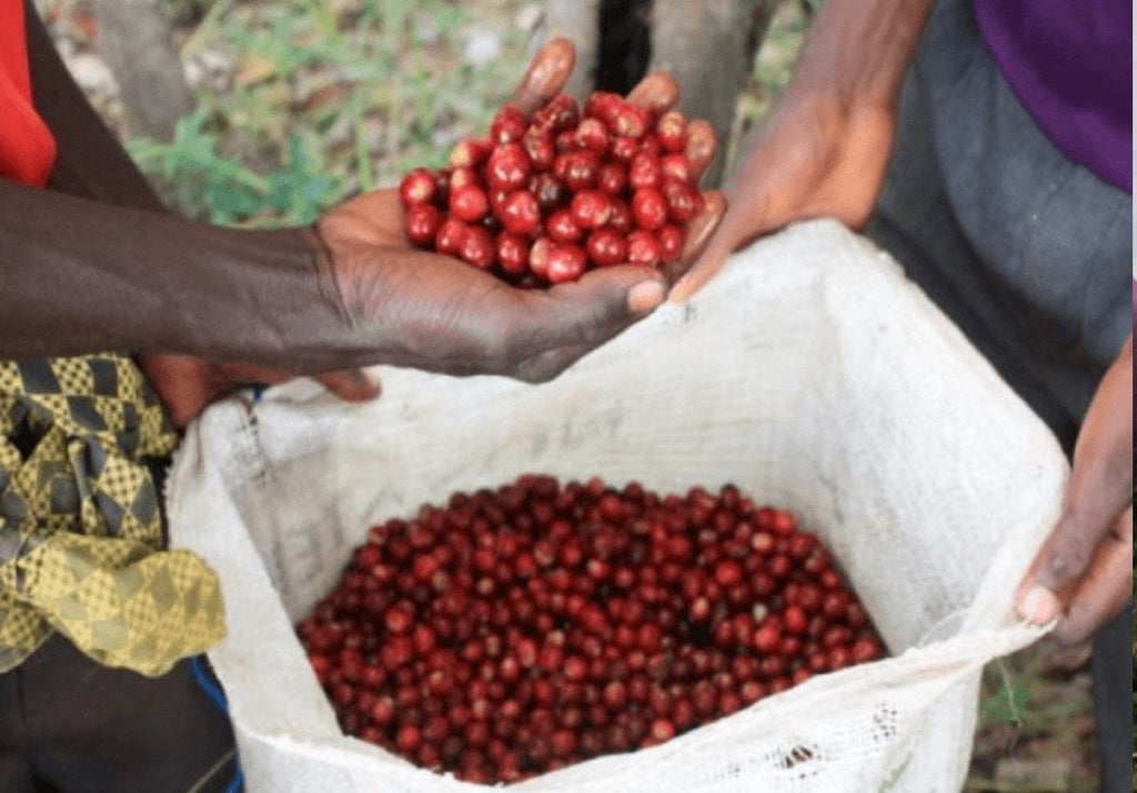 ZAMBIA, Kachipapa Farm, Serenje