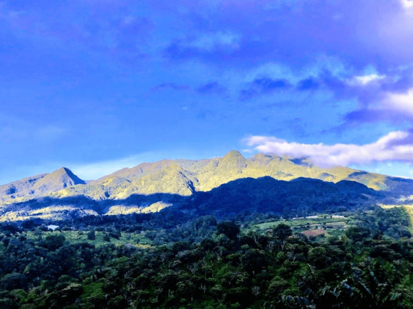 PANAMA, LA GLORIA ESTATE, Beneficios de Café de Boquete