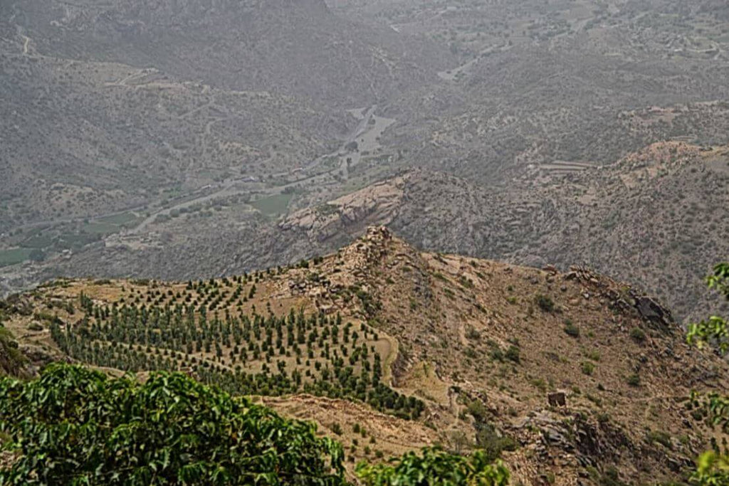 Yemen, Mocca Sanani, Sana'a Region