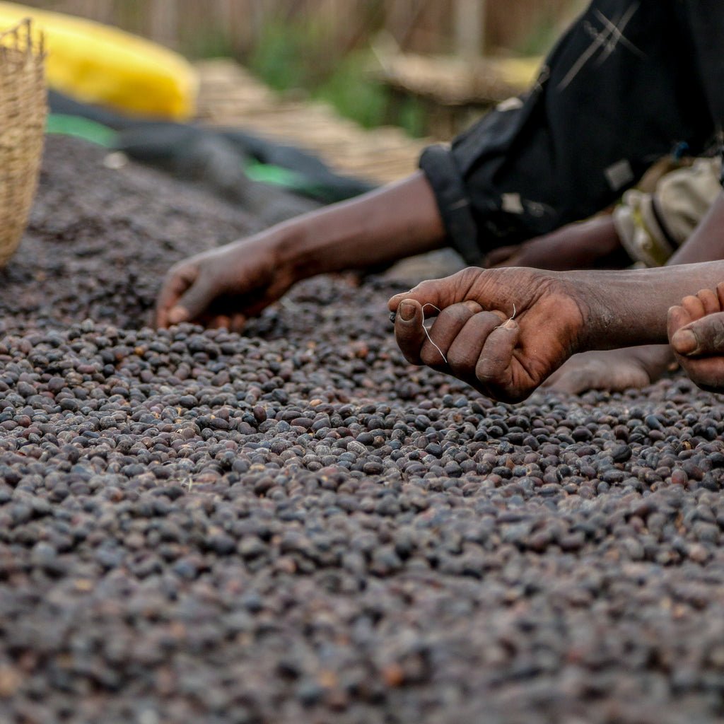 ETHIOPIA, Yirgacheffe, Agaro Mill