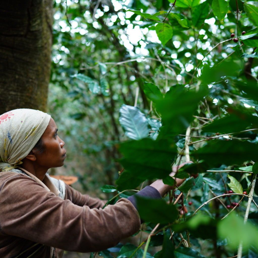 TIMOR LESTE, GOULALA FARMERS GROUP, Letefoho - Casuarina Forest